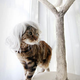 Image for article titled Glamorous Cat Wigs